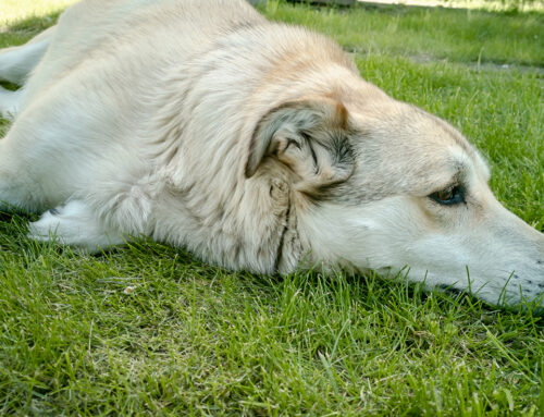 Miozita la câini – cauze, simptome și diagnostic